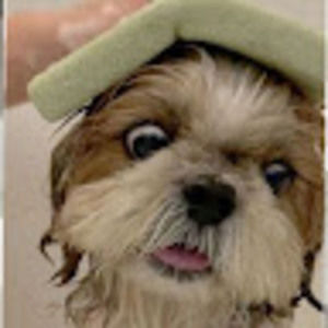 Meet your Posher, Gregory